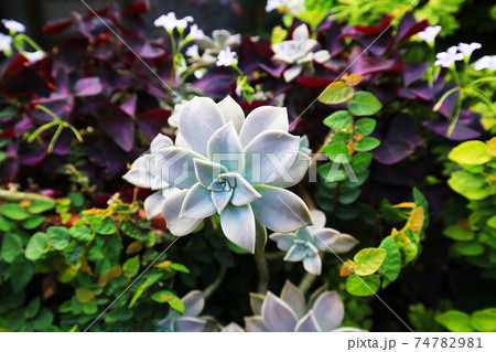 花 フラワー お花 74782981