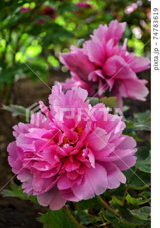 牡丹の花 牡丹の花 74783619