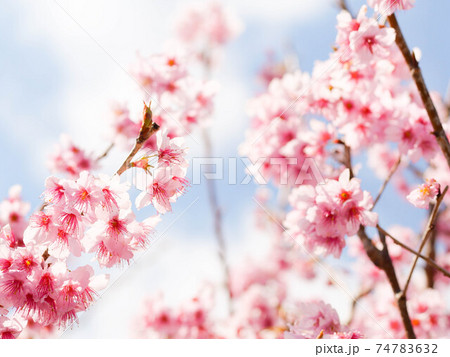 桜の花アップの写真素材