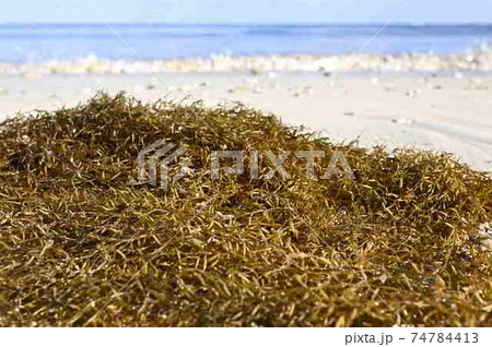 奄美大島の砂浜に漂着するホンダワラ の仲間 74784413