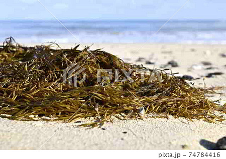 奄美大島の砂浜に漂着するホンダワラ の仲間 74784416