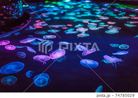 ライトアップされたクラゲ ライトアップされたクラゲ 74785029