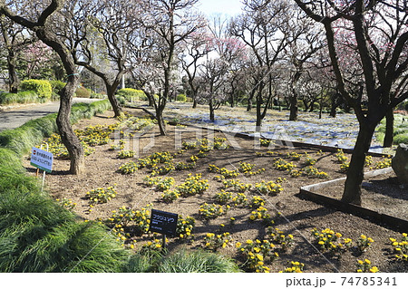 川口市立グリーンセンター 梅園と福寿草 埼玉県川口市新井宿 川口市立グリーンセンター 梅園と福寿草 埼玉県川口市新井宿 74785341