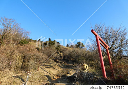 筑波山登山口、おたつ石コースのガマガエル 74785552