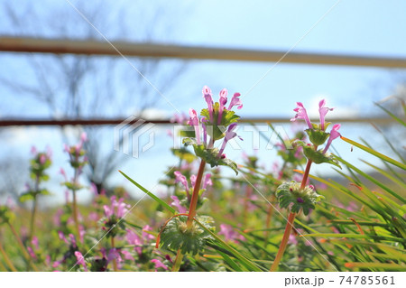 ほとけのざ 花 ほとけのざ 花 74785561