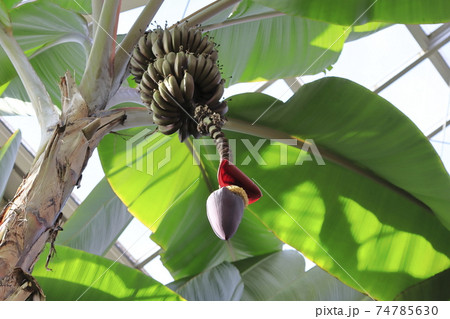 川口市立グリーンセンター 大温室内の植物 レッドバナナ 埼玉県川口市の写真素材