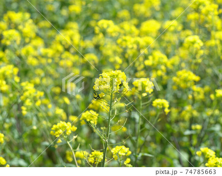 菜の花畑 菜の花畑 74785663