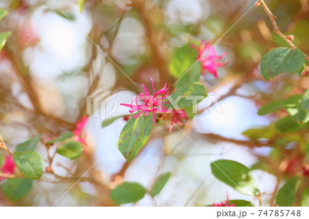 アカバナトキワマンサクの花 74785748