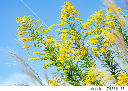 秋の空とススキとセイタカアワダチソウ。 74786133