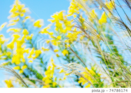 秋の空とセイタカアワダチソウとススキ。 74786174