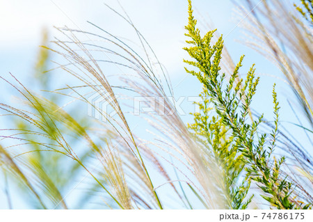 秋の空とセイタカアワダチソウとススキ。 74786175