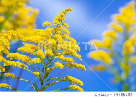 秋の空とセイタカアワダチソウ。 秋の空とセイタカアワダチソウ。 74786204
