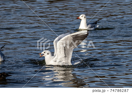 The European Herring Gull, Larus argentatus is a large gull The European Herring Gull, Larus argentatus is a large gull 74786287
