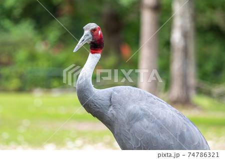 Sarus crane, Grus antigone also known as Indian sarus crane 74786321
