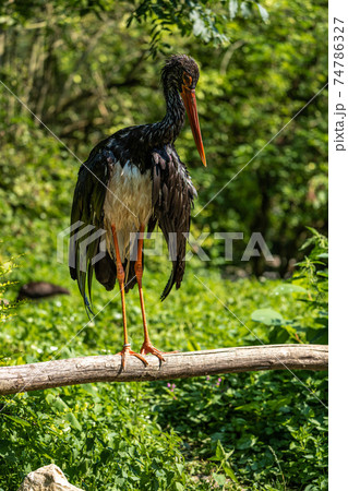 Black stork, Ciconia nigra in a german nature park Black stork, Ciconia nigra in a german nature park 74786327