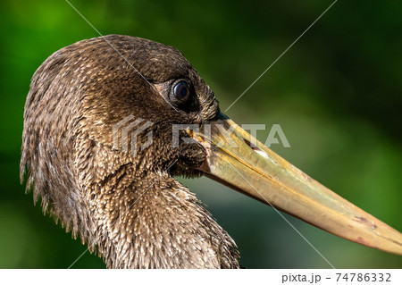 Black stork, Ciconia nigra in a german nature park Black stork, Ciconia nigra in a german nature park 74786332