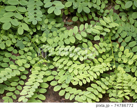 ニセアカシアの葉 ニセアカシアの葉 74786772