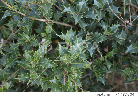 ヒイラギ 74787604