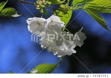 白い八重桜　雨宿 74787751
