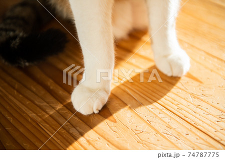 猫足 猫足 74787775