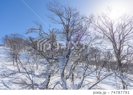 雪原 74787791