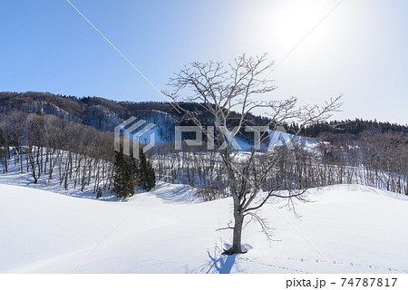 雪原 雪原 74787817
