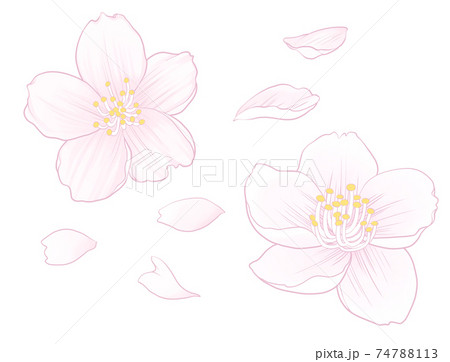 桜の花と花びらのイラストのイラスト素材