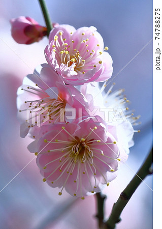 寒さに耐え気品よく咲 寒さに耐え気品よく咲 74788275