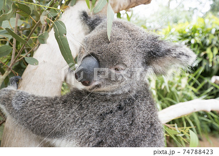 ユーカリの木に掴まるオーストラリアのコアラの写真素材