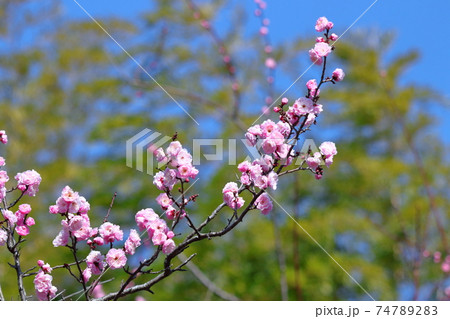 寒さに耐え気品よく咲く 74789283