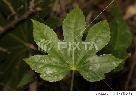 テングノウチワ テングノウチワ 74789648