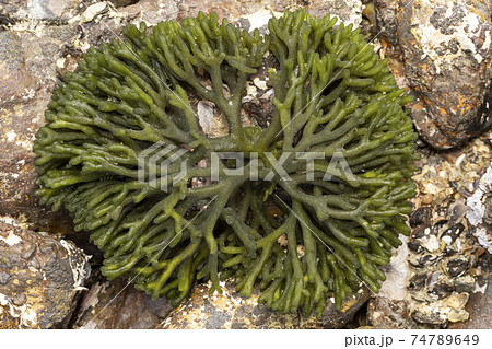 ミル　海藻 74789649