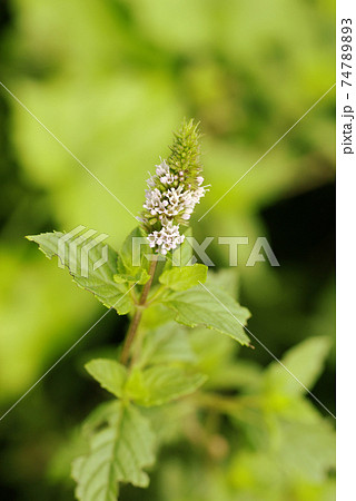 ミントの薄紫の小花が爽やかで可愛いの写真素材 7473