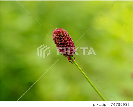吾亦紅(ワレモコウ)の赤褐色の穂の形が優雅で面白い 吾亦紅(ワレモコウ)の赤褐色の穂の形が優雅で面白い 74789952
