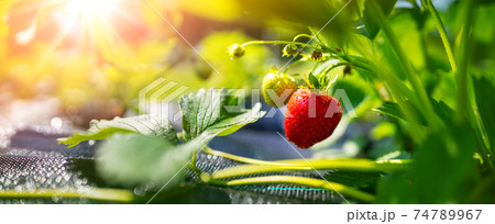 Juicy fresh strawberry growing in the soil at the garden 74789967