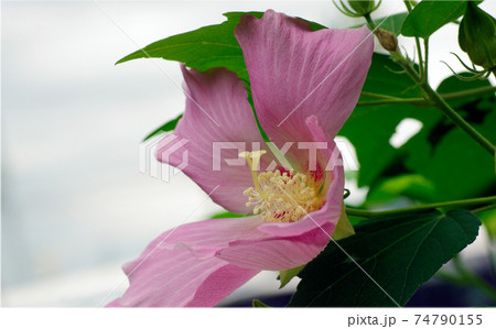 酔芙蓉 スイフヨウ のピンクの花が豪華で綺麗の写真素材