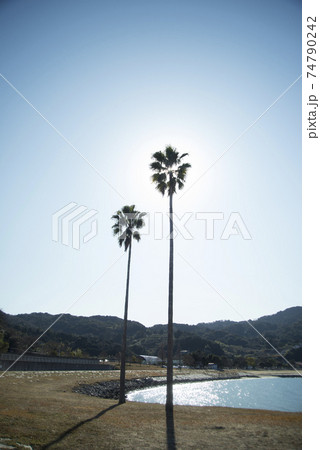 青い空と伸びる南国の樹木 74790242