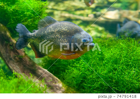 piranha fish underwater close up portrait 74791418