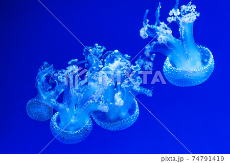 Close-Up Of Jellyfish In Sea 74791419