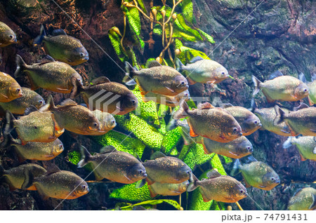 piranha fish underwater close up portrait 74791431