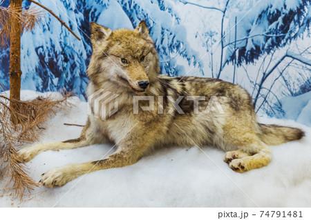 Stuffed wild wolf Stuffed wild wolf 74791481