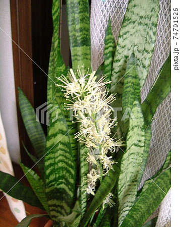 珍しいサンスベリア トラノオ 虎の尾 の花の写真素材