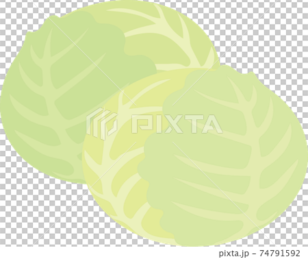 捲心菜 捲心菜 74791592