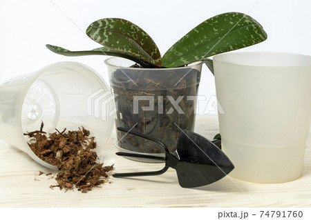 Garden tools and orchid plants in pot isolated on white. Home gardening Garden tools and orchid plants in pot isolated on white. Home gardening 74791760