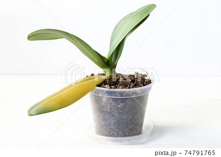 Orchid plant with sick dying yellow leafs Orchid plant with sick dying yellow leafs 74791765