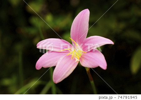 ゼフィランサス サフランモドキ のピンクの花が可愛いの写真素材