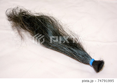 ヘアドネーション 用に切った髪の毛 の写真素材