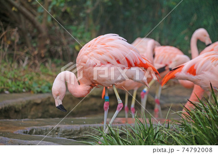 フラミンゴ 74792008