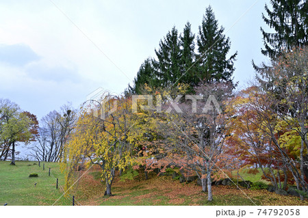 十和田湖西湖畔の黄葉 74792058