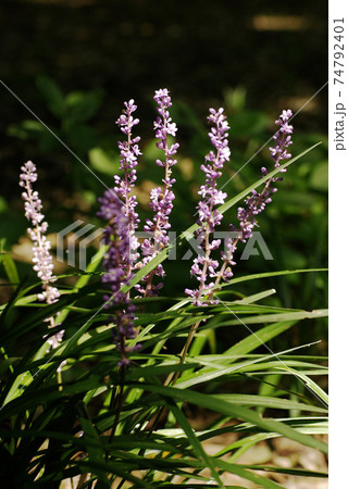 木陰でひっそりと咲くヤブラン（藪蘭）が風情があり可愛い 74792401